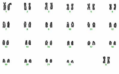 Karyotype of female okapi. 46 chromosomes