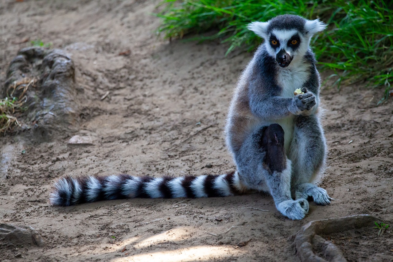 What Does Lemurs Look Like