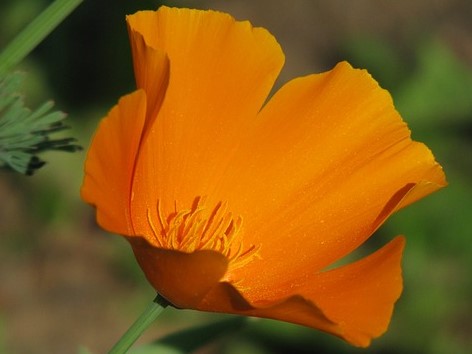 Fleur d'eschscholtzia - Image par camilleherbalist 