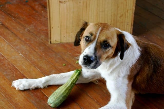 Can Dogs Eat Zucchini? Everything You Need to Know