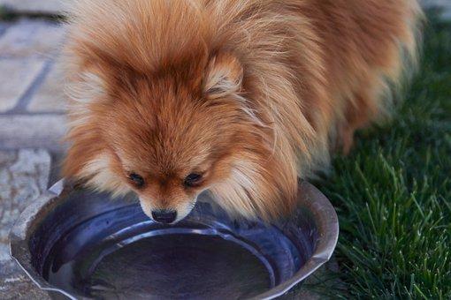 給狗狗準備含水量高的鮮食或湯品可補足不夠的水分。