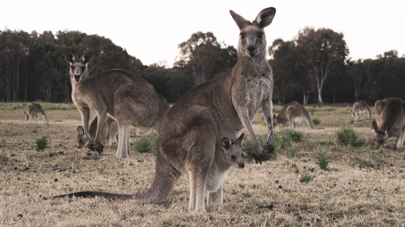 See the Australian Kangaroos, Wildlife in Margaret River