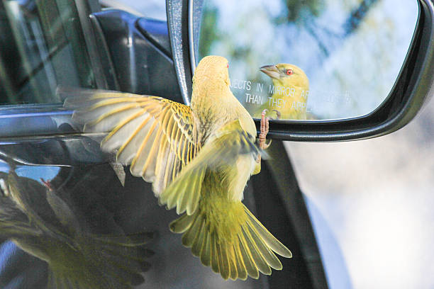 bird on the car mirror