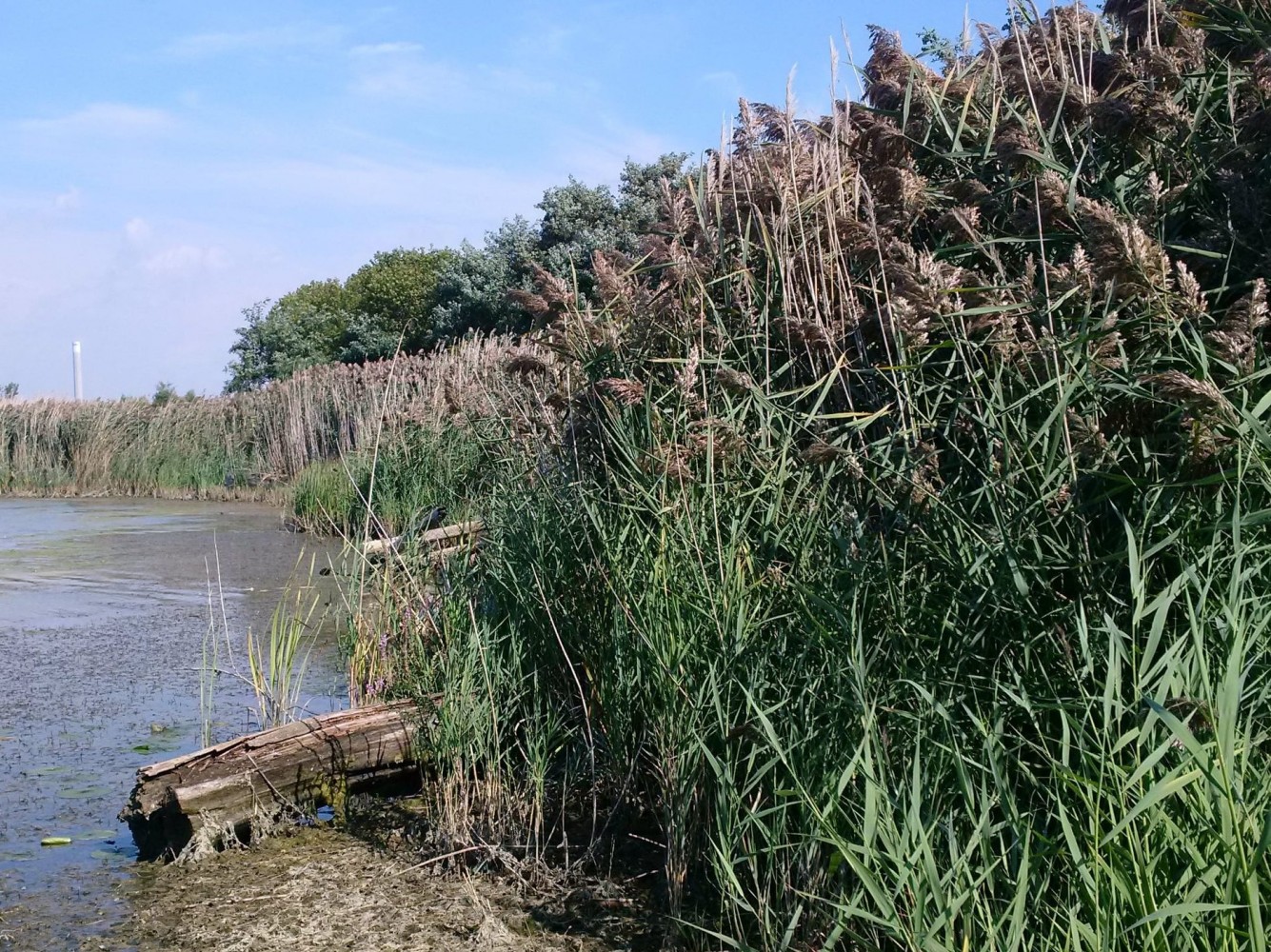 City fails to take lasting action as invasive species threatens ProfessorÃƒÂ¢Ã¢â€šÂ¬Ã¢â€žÂ¢s Lake