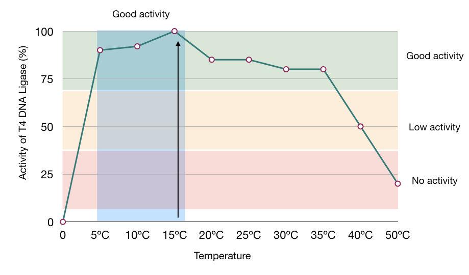 The temperature vs activity graph of T4 DNA ligase.