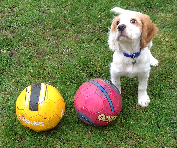 Spaniel service dog sitting beside two soccer balls