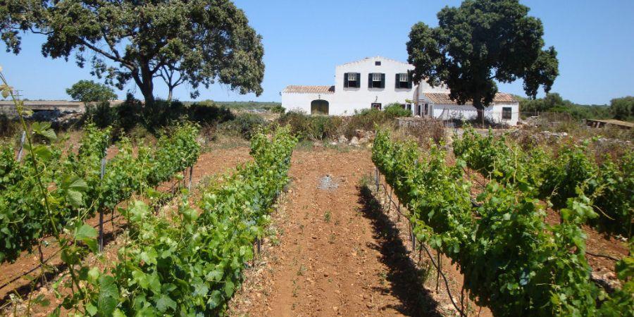 finca sa marjaleta winery menorca