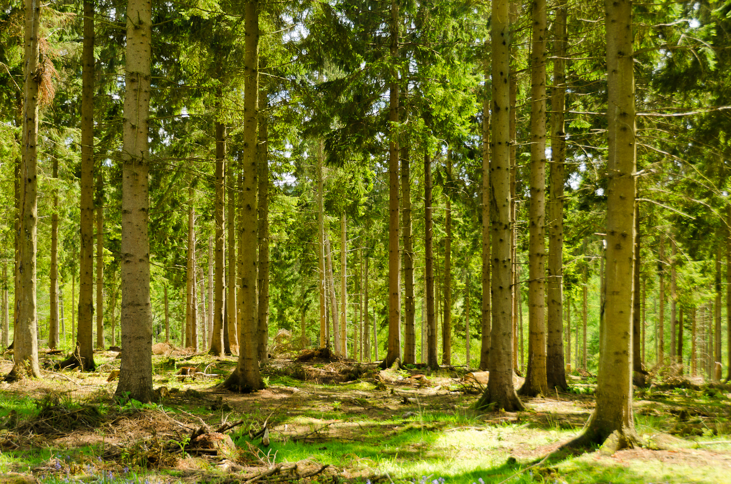 https://upload.wikimedia.org/wikipedia/commons/6/68/England_-_English_Summer_Forest_%287183018142%29.jpg