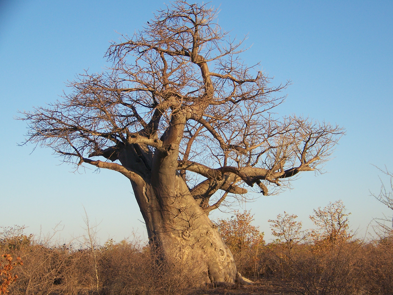 the baobab - an iconic tree 