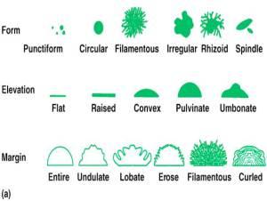 colonymorphology