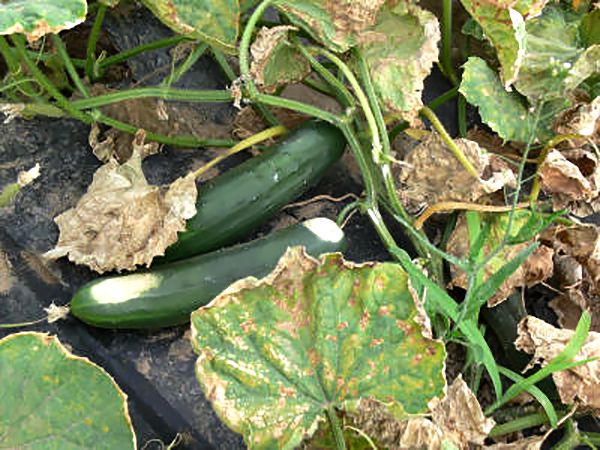 cucumber leaf with yellowish patches and fuzzy growth on the undersides, indicating the presence of a fungal disease known as cucumber downy mildew