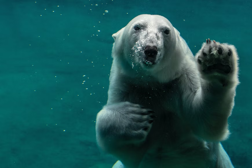 Polar Bear: Interesting Facts for Kids about the Land-Born Marine Mammal