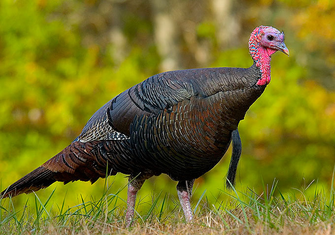 https://upload.wikimedia.org/wikipedia/commons/4/4d/Wild_turkey_eastern_us.jpg