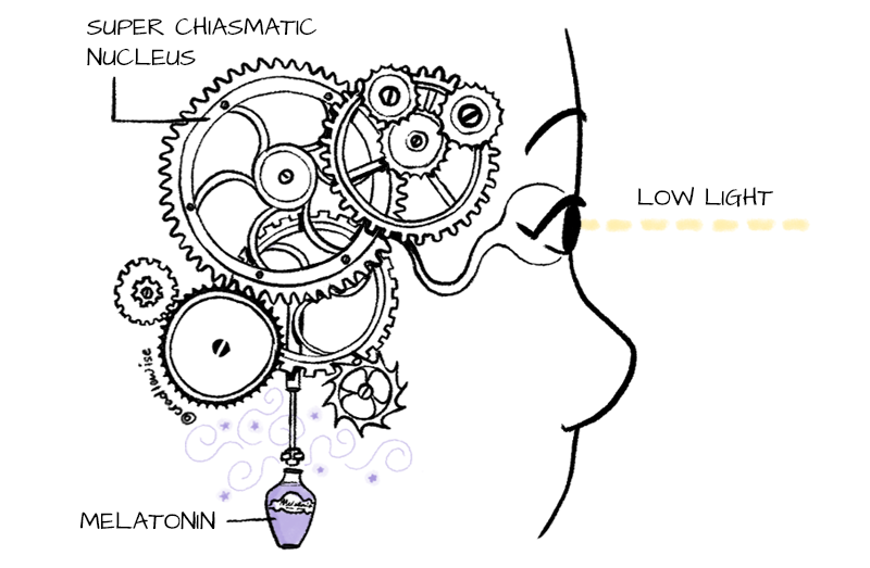 The Suprachiasmatic Nucleus (SCN) as a masterclock inside our brain.