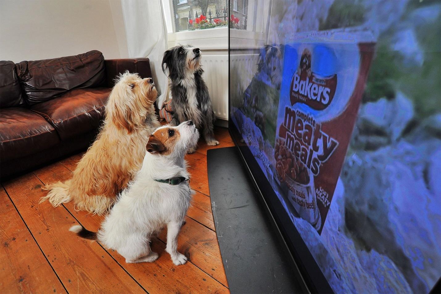 Why Do Dogs Watch—and React—to TV?