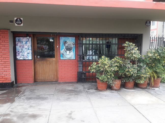 Pet City Veterinaria - Veterinario
