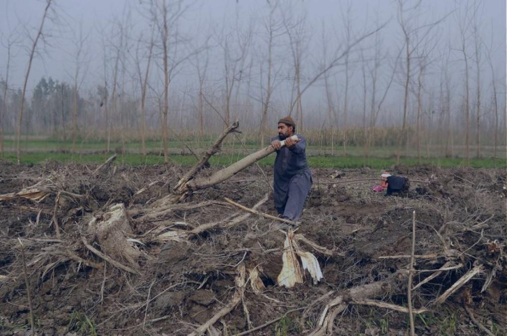 save-nature-pakistan-land-trees-destroyed