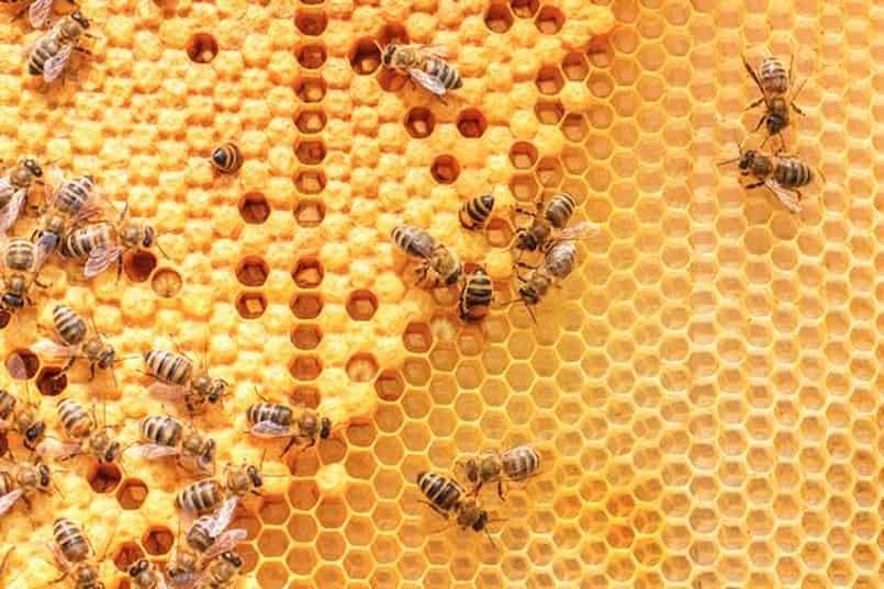 Con số mang lại thắng lớn cho tay cược mơ thấy con ong là số nào?
