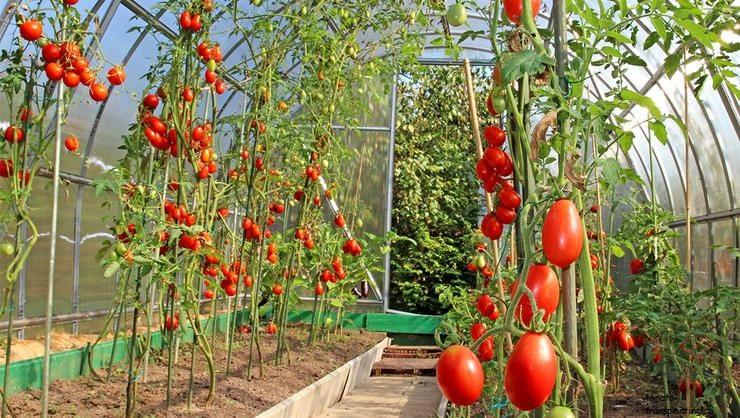 staking-tomato-plants