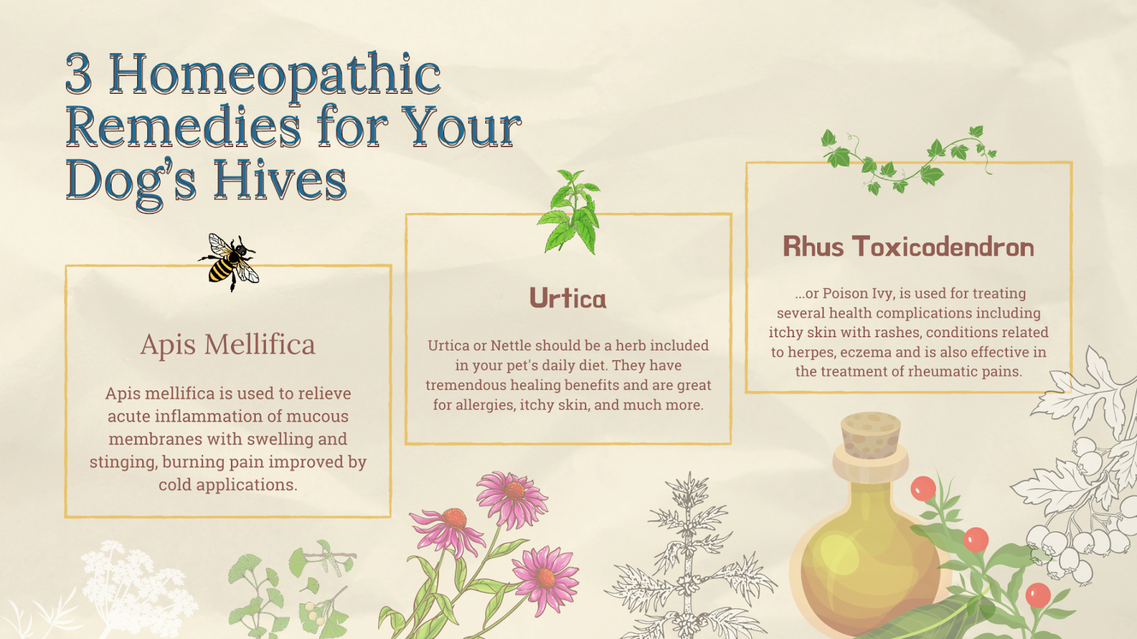 3 homeopathic remedies for your dog's hives