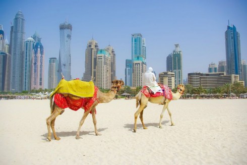 16930_Dubai_Camel_on_the_town_scape_background