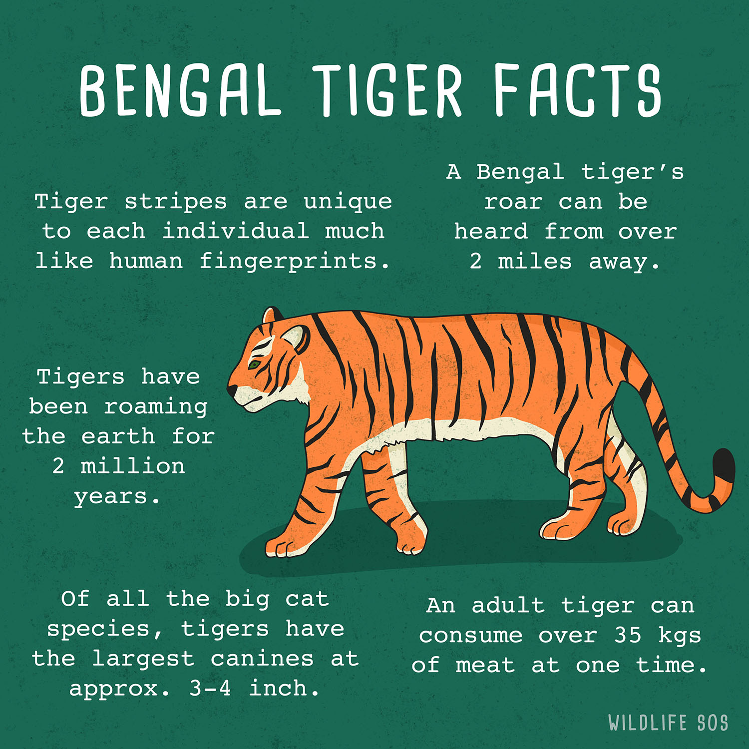 29 Interesting Facts About The Bengal Tiger - OhFact!