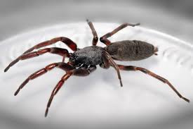 Image result for white tailed spider