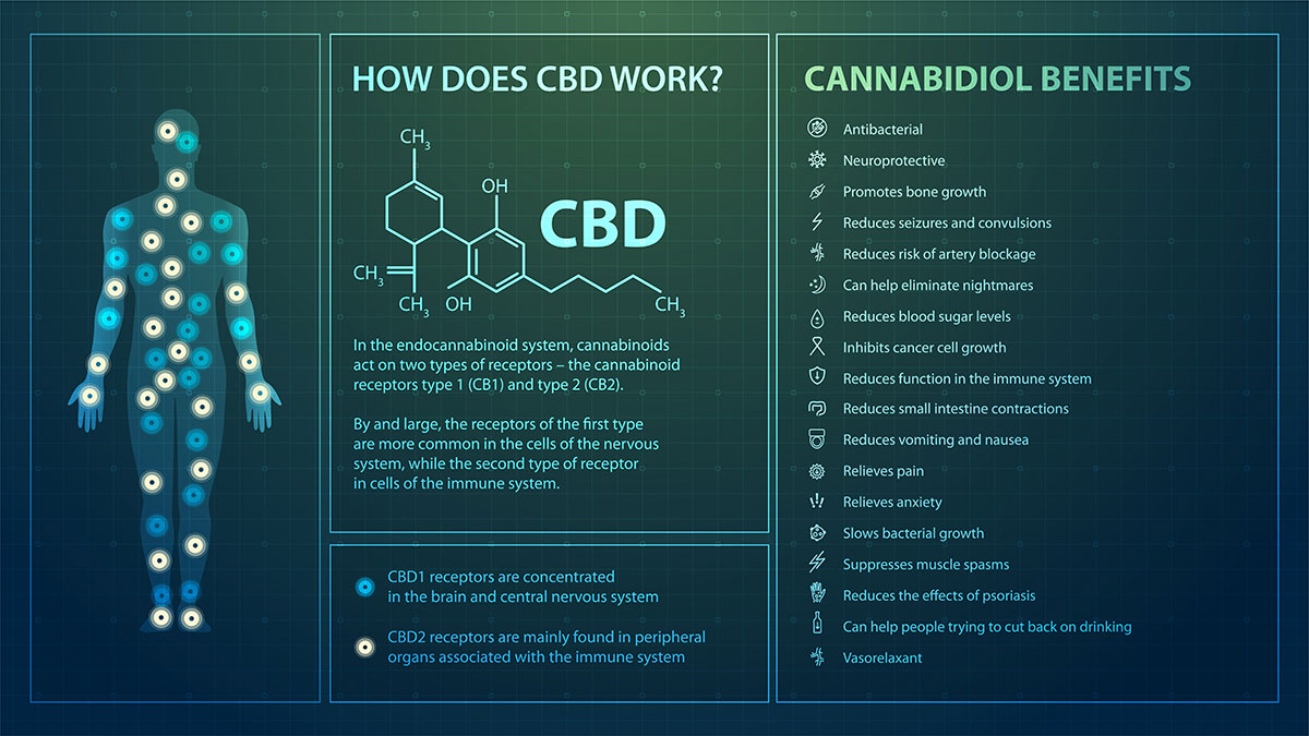 El CBD interactúa con el sistema endocannabinoide haciendo que funcione de forma más eficiente