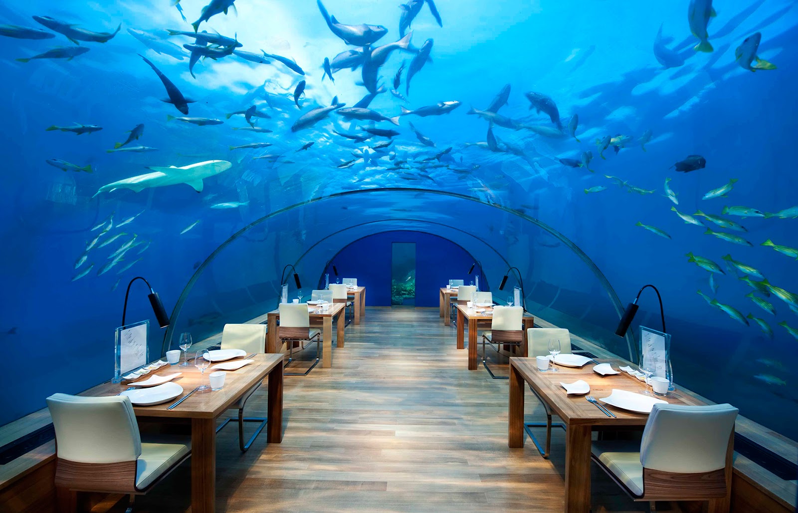 Dine at the phenomenal Ithaa, the Underwater Restaurant • Luxury Hotels  TravelPlusStyle