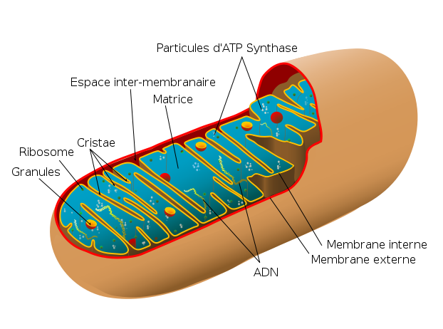 Fichier: Diagramme de mitochondrie animale fr.svg