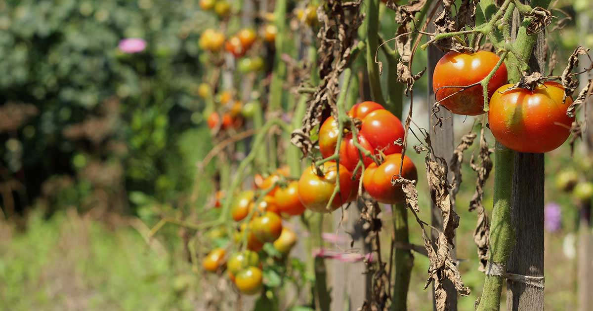 Factors Affecting the Feeding Schedule of Tomatoes