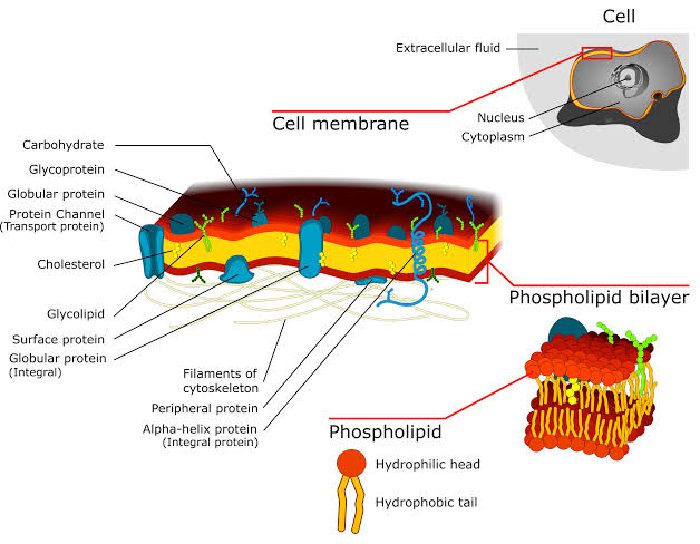 Do Animal Cells Have Plasma Membranes