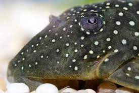 Why do plecs have curved pupils? - Practical Fishkeeping