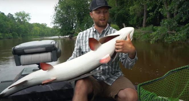 Man on a boat handling a large fish to show how to handle a tiger muskie correctly 