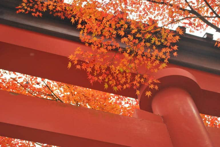 autumn leaves tokyo