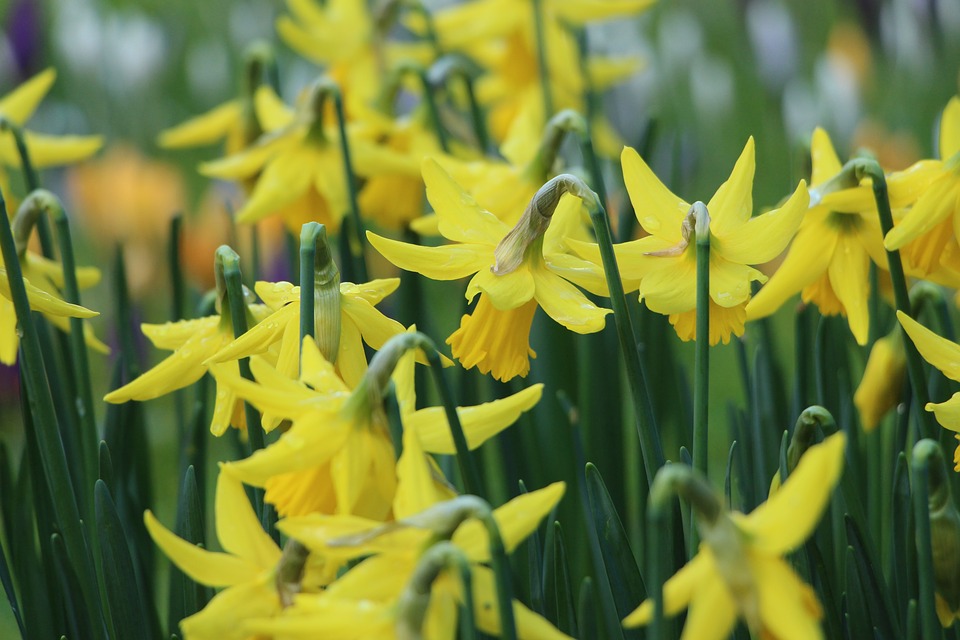 Spring, Daffodils, March ...
