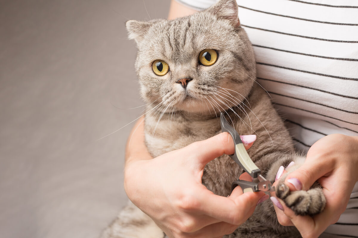 habituez votre chat au coupe griffes