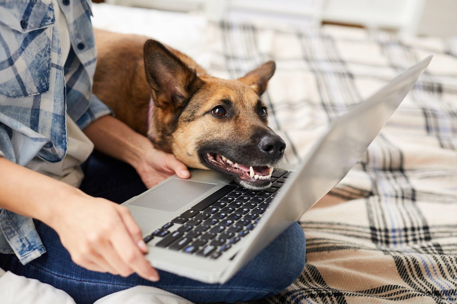 7 Tips For Working At Home With Pets 