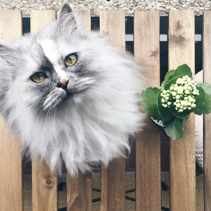Meet Alice, The 6-year-old Persian Mix With Marble Fur