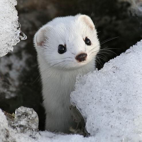 Image result for weasel