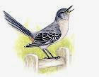 State Bird: The Northern Mockingbird