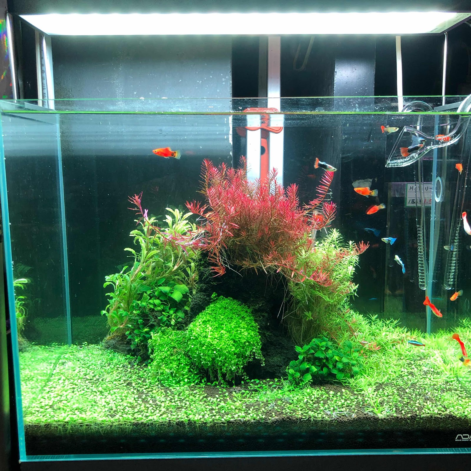 Chihiros LED WRGB2 SLIM 30 ブラック 熱帯魚 水草 アクアリウム LED 照明 ラボック 千尋 水槽・アクアリウム