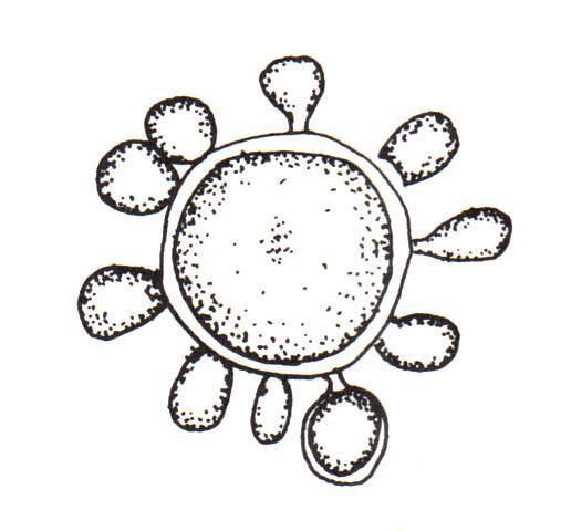 https://classconnection.s3.amazonaws.com/805/flashcards/151805/jpg/microscopic_morphology_of_paracoccidioides_brasiliensis_at_37c1332804383551.jpg