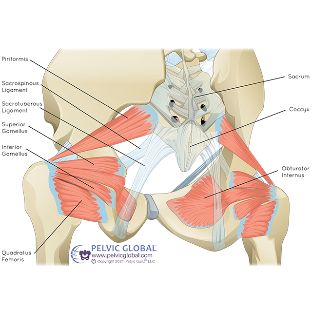 Pelvic Floor Dysfunction and Lower Back Pain