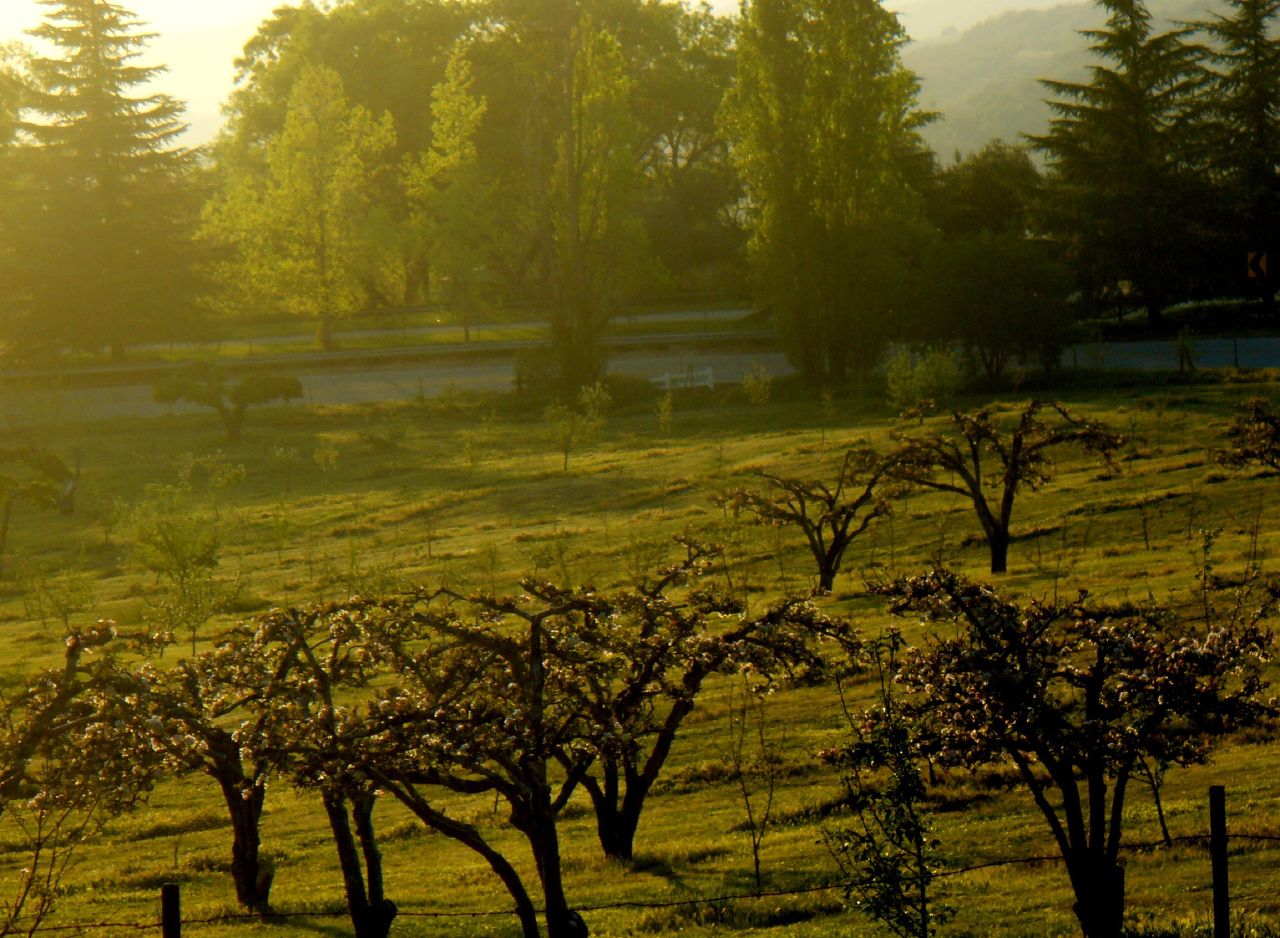 An apple orchard in California after medflies appeared. Images via Wikimedia Commons.