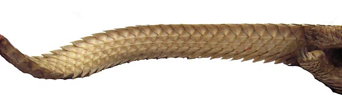 The entire inside of the tail is covered with scales in this species, except for the pad seen above.
