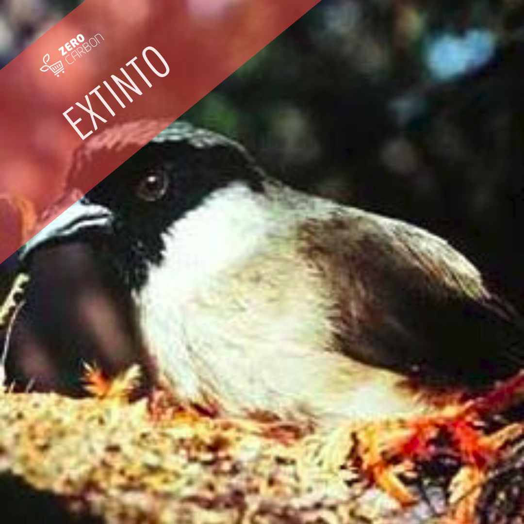 Animais extintos: pássaros Po'ouli