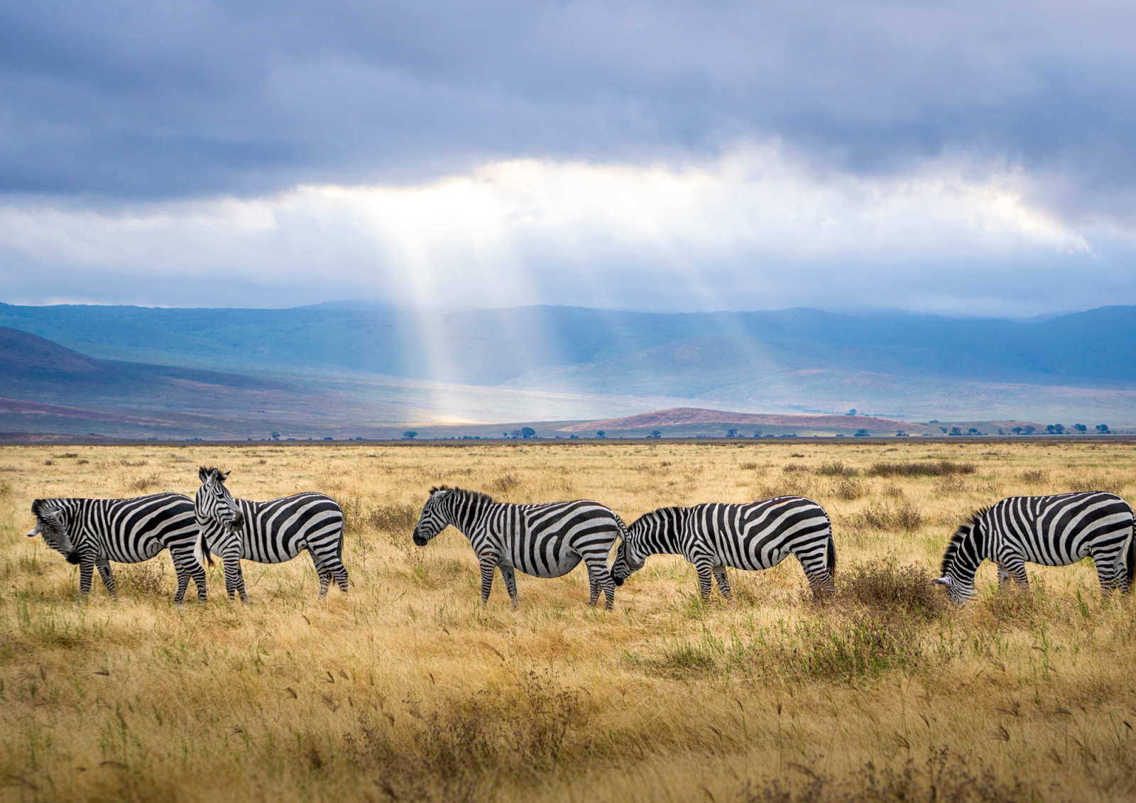 safari tanzania quando ir