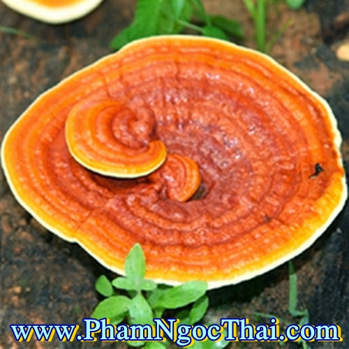 NHỮNG ĐIỀU CẦN LƯU Ý KHI SỬ DỤNG NẤM LINH CHI