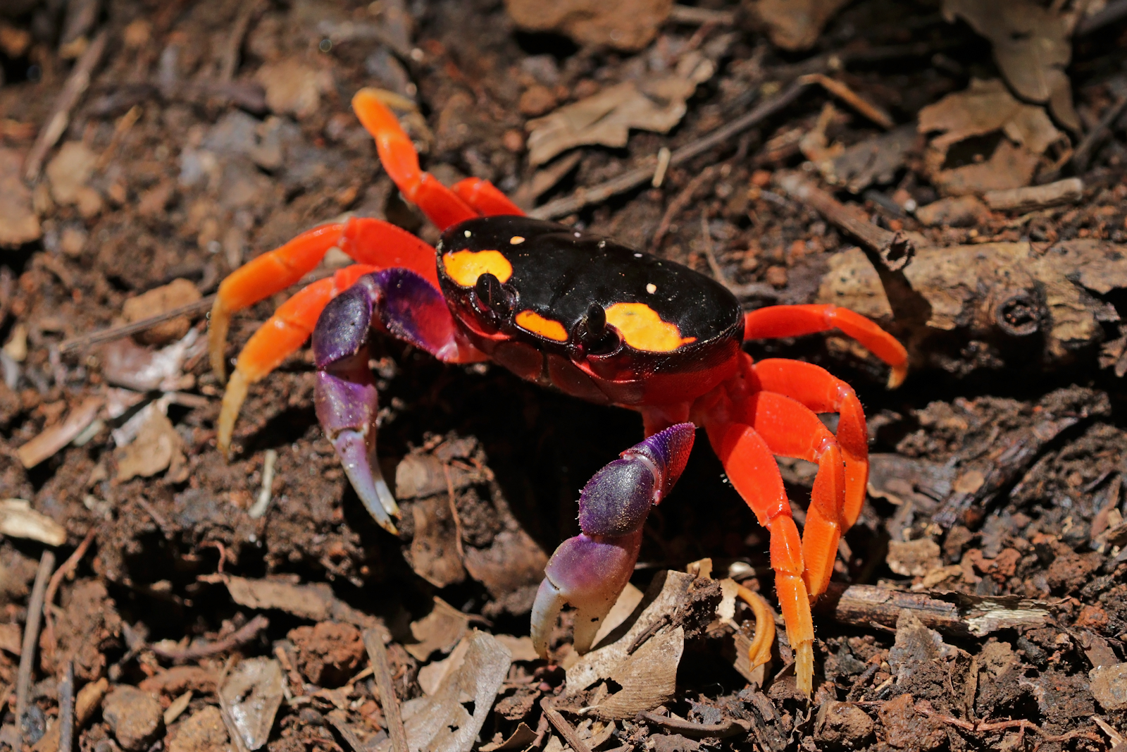 Halloween crab